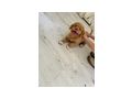 Nova Scotia Duck tolling Retriever weple - Rassehunde - Bild 4