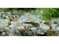 Antennenwels Nachwuchs - Fische - Bild 12