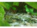 Antennenwels Nachwuchs - Fische - Bild 1