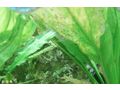 Antennenwels Nachwuchs - Fische - Bild 4