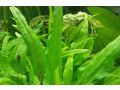 Antennenwels Nachwuchs - Fische - Bild 5