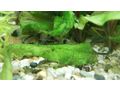 Antennenwels Nachwuchs - Fische - Bild 8