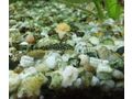 Antennenwels Nachwuchs - Fische - Bild 9