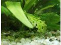 Antennenwels Nachwuchs - Fische - Bild 10