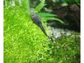 Antennenwels Nachwuchs - Fische - Bild 11