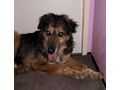 Barry NOTFALL �sterreich - Mischlingshunde - Bild 2