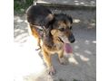 Barry NOTFALL �sterreich - Mischlingshunde - Bild 3