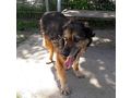 Barry NOTFALL �sterreich - Mischlingshunde - Bild 4