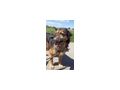 Barry NOTFALL �sterreich - Mischlingshunde - Bild 7