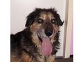 Barry NOTFALL �sterreich - Mischlingshunde - Bild 8