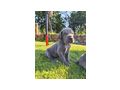 Deutsche dogge blau Welpen - Rassehunde - Bild 2