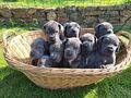 Deutsche dogge blau Welpen - Rassehunde - Bild 1