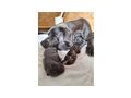 Deutsche dogge blau Welpen - Rassehunde - Bild 4
