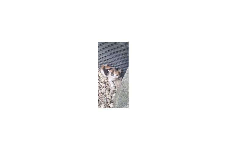 Babykatzen verkaufen - Mischlingskatzen - Bild 1