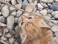 Babykatzen verkaufen - Mischlingskatzen - Bild 2