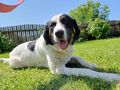 Simo NOTFALL �sterreich - Mischlingshunde - Bild 3