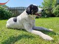 Simo NOTFALL �sterreich - Mischlingshunde - Bild 4