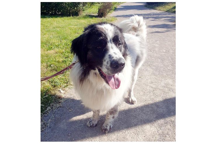Buster NOTFALL �sterreich - Mischlingshunde - Bild 1