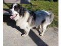 Buster NOTFALL �sterreich - Mischlingshunde - Bild 3