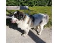 Buster NOTFALL �sterreich - Mischlingshunde - Bild 4