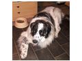 Buster NOTFALL �sterreich - Mischlingshunde - Bild 7