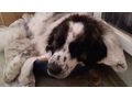 Buster NOTFALL �sterreich - Mischlingshunde - Bild 8