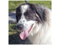 Buster NOTFALL �sterreich - Mischlingshunde - Bild 9