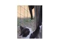 Babykater - Mischlingskatzen - Bild 1
