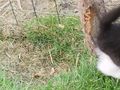 Babykater - Mischlingskatzen - Bild 2