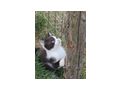 Babykater - Mischlingskatzen - Bild 3