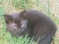 Babykater - Mischlingskatzen - Bild 4