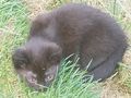 Babykater - Mischlingskatzen - Bild 5