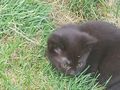 Babykater - Mischlingskatzen - Bild 6