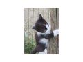 Babykater - Mischlingskatzen - Bild 2