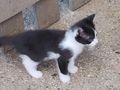 Babykater - Mischlingskatzen - Bild 5