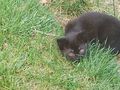 Babykater - Mischlingskatzen - Bild 7