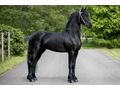 KFPS K�niglich Friesisches Zuchtbuchpferd - Reitbeteiligungen - Bild 1