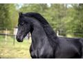KFPS K�niglich Friesisches Zuchtbuchpferd - Reitbeteiligungen - Bild 2