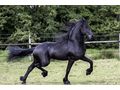 KFPS K�niglich Friesisches Zuchtbuchpferd - Reitbeteiligungen - Bild 3