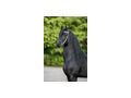 KFPS K�niglich Friesisches Zuchtbuchpferd - Reitbeteiligungen - Bild 4