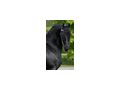 KFPS K�niglich Friesisches Zuchtbuchpferd - Reitbeteiligungen - Bild 5