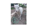 Ouessant Bocklamm N� Quessant Zwerschaf - Schafe - Bild 1