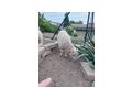Ouessant Bocklamm N� Quessant Zwerschaf - Schafe - Bild 2