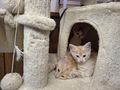 Maine Coon Mix Kitten - Mischlingskatzen - Bild 1