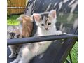 Maine Coon Mix Kitten - Mischlingskatzen - Bild 4