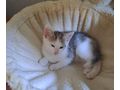 Maine Coon Mix Kitten - Mischlingskatzen - Bild 2