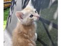 Maine Coon Mix Kitten - Mischlingskatzen - Bild 3