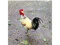 Nackthals Junghahn Naturbrut - H�hner & Puten - Bild 1