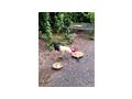 Nackthals Junghahn Naturbrut - H�hner & Puten - Bild 2