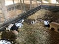 Hasen Zwerghasen Kaninchen L�wenkopf Bio Heu - Kaninchen & Hasen - Bild 1